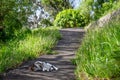 Cat standing on pathway in tall grass