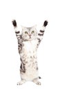 Cat are standing and rising hand Royalty Free Stock Photo