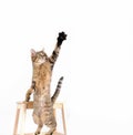 Cat are standing and rising hand on the white background Royalty Free Stock Photo