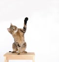 Cat are standing and rising hand on the white background Royalty Free Stock Photo