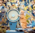 Cat standing on the scales Royalty Free Stock Photo