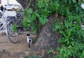 Cat standing in the street back to camera