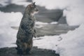 Cat standing on two feet looking away on concrete covered with s