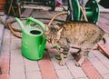 Cat standing by the watering can in the garden.Summer season. Royalty Free Stock Photo