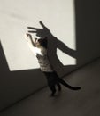 Cat plays with a shadow on the wall