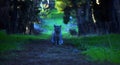 cat stands on the path in the forest path, cat in the forest Royalty Free Stock Photo