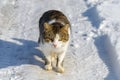 Cat stands on a snowy road and looks into the camera lens