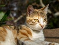 Cat stares intently. Yellow gray and white colored cat looking carefully. Close up cat eyes and face Royalty Free Stock Photo