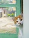 a cat stares from the window