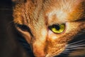 Cat staring deep in thought Royalty Free Stock Photo