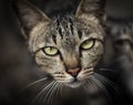 Cat Staring Intensely Royalty Free Stock Photo