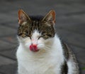 Cat staring intensely at the camera. Royalty Free Stock Photo