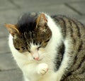 Cat staring intensely at the camera. Royalty Free Stock Photo