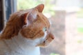 Cat staring out Window Royalty Free Stock Photo