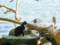 Cat staring at something: A black and white cat turned to look at something with interest Royalty Free Stock Photo