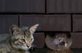 Cat staring and waiting a mouse to come out of its hole Royalty Free Stock Photo