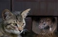 Cat staring and waiting a mouse to come out of its hole Royalty Free Stock Photo