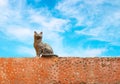 Cat statue Royalty Free Stock Photo