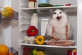 Cat steals sausage from the refrigerator Royalty Free Stock Photo