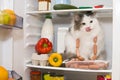 Cat steals sausage from the refrigerator Royalty Free Stock Photo