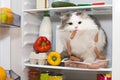 Cat steals sausage from the refrigerator Royalty Free Stock Photo