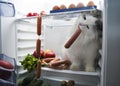 Cat steals sausage from the refrigerator Royalty Free Stock Photo