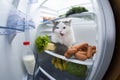 Cat steals sausage from the refrigerator Royalty Free Stock Photo