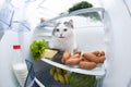 Cat steals sausage from the refrigerator Royalty Free Stock Photo