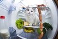 Cat steals sausage from the refrigerator Royalty Free Stock Photo