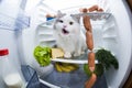 Cat steals sausage from the refrigerator Royalty Free Stock Photo