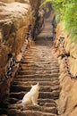 Cat at steep stairs of holy Mount Hua Shan, China