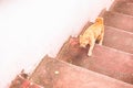Cat step on the stairs at temple Royalty Free Stock Photo