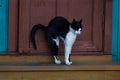 Cat on the steps Royalty Free Stock Photo