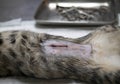 cat sterilization and vet Royalty Free Stock Photo