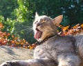 cat sticking out its tongue Royalty Free Stock Photo