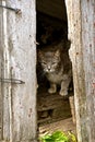 A cat sticks it`s head out of barn door Royalty Free Stock Photo