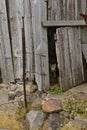 A cat sticks it`s head out of barn door Royalty Free Stock Photo