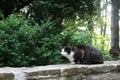 Cat On The Stone Fence Royalty Free Stock Photo