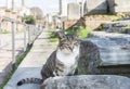 Cat on the stone. Roman Forum. Rome.