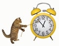 Cat stopped the yellow clock