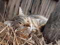 Cat in straw sleep deep. Royalty Free Stock Photo