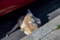 Cat. Stray cat walking through the streets of Cercedilla, in Madrid. Animal. Feline. Domestic animal