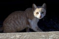 Cat. Stray cat walking through the streets of Cercedilla, in Madrid. Animal. Feline. Domestic animal