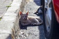 Cat. Stray cat walking through the streets of Cercedilla, in Madrid. Animal. Feline. Domestic animal