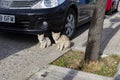 Cat. Stray cat walking through the streets of Cercedilla, in Madrid. Animal. Feline. Domestic animal