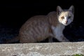 Cat. Stray cat walking through the streets of Cercedilla, in Madrid. Animal. Feline. Domestic animal