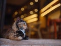 Cat on the street of Antalya, Turkey