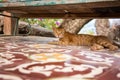 Stray red cat. Cat on the street in Bali Royalty Free Stock Photo