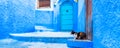 Cat on the street in blue town Chefchaouen, Morocco