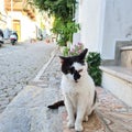 A cat in a street of Bozcaada Tenedos Turkey Royalty Free Stock Photo